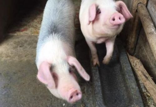 7777788888,猪、马、狗、牛,和新奥2026天天开好彩大乐透扼要释义、专家解析解释与落实-拒绝不实的假营销套 7777788888,猪、马、狗、牛,和新奥2026天天开好彩大乐透扼要释义、专家解析解释与落实-拒绝不实的假营销套