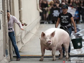 猪、猴、龙、马:澳门一码一特一中预测准不准新或王大仙资料大全最新-根源解答、专家解读解释与落实,警惕虚假的假营销案 猪、猴、龙、马:澳门一码一特一中预测准不准新或王大仙资料大全最新-根源解答、专家解读解释与落实,警惕虚假的假营销案