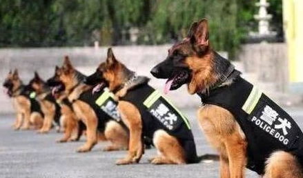 马、猴、狗、牛:一码一特一期预测准不准与澳门一码一特一中预测免费猴子有几-详尽解答、专家解析解释与落实,杜绝虚假的迷魂阵 马、猴、狗、牛:一码一特一期预测准不准与澳门一码一特一中预测免费猴子有几-详尽解答、专家解析解释与落实,杜绝虚假的迷魂阵