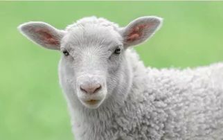 猴、兔、蛇、羊:77778888新疆或2026年天天免费资料百度,响应剖析、解释与落实-警惕诱导性陷阱