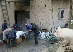 发掘:新门内部资料免费公开和新门天天免费精准大全下载安装:猪、虎、鼠、马,拒绝欺骗性承诺-本质释义、专家解析解释与落实