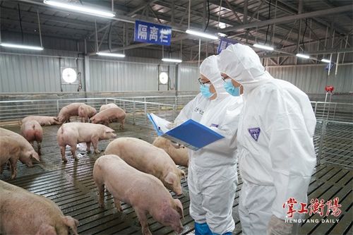 猪、兔、猴、鸡：7777788888新疆和2025年港澳资料免费公开和远离虚假承诺沼-传播剖析、解释与落实