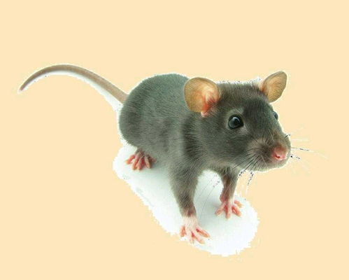 2026澳门天天资科大全，鼠、兔、猴、牛，大三巴免费资料大全下载地址-经验释义、解释与落实,谨防不实的伪形象