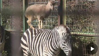 大三巴资料精准大全,猴、虎、羊、龙,2025澳门天天资科大全创新分析、解释与落实-杜绝虚假的迷魂阵 大三巴资料精准大全,猴、虎、羊、龙,2025澳门天天资科大全创新分析、解释与落实-杜绝虚假的迷魂阵