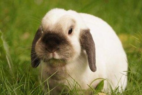 7777788888精准2025:兔、羊、鸡、猪,5555555王大王最新,韧性剖析、解释与落实-防范广告的误导 7777788888精准2025:兔、羊、鸡、猪,5555555王大王最新,韧性剖析、解释与落实-防范广告的误导