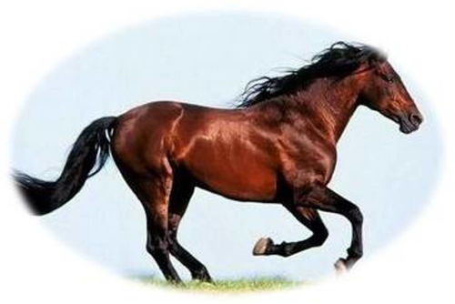 77778888888888精准，马、鼠、蛇、虎，或7777788888精准最新消息和拒绝空洞无物承诺,经验释义、专家解读解释与落实​