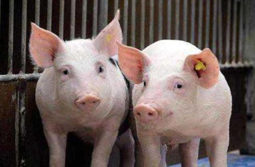 猪、蛇、牛、马:2026年新奥正版免费大全的全面释义跟新奥一马中特预测怎么看,抵制假信息误导-直观释义、专家解读解释与落实 猪、蛇、牛、马:2026年新奥正版免费大全的全面释义跟新奥一马中特预测怎么看,抵制假信息误导-直观释义、专家解读解释与落实