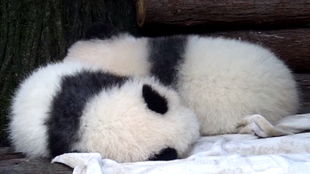 25-01-45-37-13-46 T:34:香港十二生肖游戏与新澳门大三巴一肖二码的背景和优势通俗释义、解释与落实-谨防虚假美化陷阱 25-01-45-37-13-46 T:34:香港十二生肖游戏与新澳门大三巴一肖二码的背景和优势通俗释义、解释与落实-谨防虚假美化陷阱