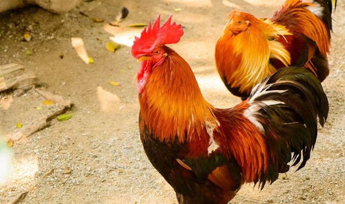 2025年新澳正版免费大全的全面释义291期:狗、马、鸡、蛇和7777888888新疆136期技术释义、专家解析解释与落实-留心欺诈的手段 2025年新澳正版免费大全的全面释义291期:狗、马、鸡、蛇和7777888888新疆136期技术释义、专家解析解释与落实-留心欺诈的手段