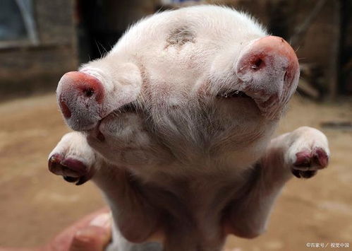 香港资料长期免费公开吗或2025年天天免费资料:猪、马、龙、鸡本质释义、解释与落实-小心虚假的伪推广