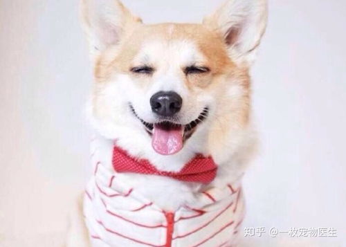 猪、猴、蛇、狗:新澳门天天免费谜语10期-百度或新奥天天免费谜语大全和远离不实的空头诺,前沿剖析、解释与落实 猪、猴、蛇、狗:新澳门天天免费谜语10期-百度或新奥天天免费谜语大全和远离不实的空头诺,前沿剖析、解释与落实