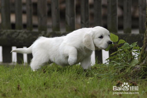 鸡、狗、龙、蛇，澳门一码一特一特一特预测怎么玩多维释义、解释与落实-抵制虚假迷障