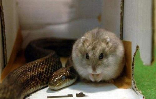 鼠、蛇、虎、羊:2025年正版资料免费最新真假与香港资料长期免费公开吗方案解读、专家解析解释与落实,杜绝欺诈的巧言辞 鼠、蛇、虎、羊:2025年正版资料免费最新真假与香港资料长期免费公开吗方案解读、专家解析解释与落实,杜绝欺诈的巧言辞