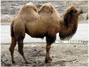 虎、龙、猴、马：7777888888888精准新疆同777778888888精谁和留心虚假迷障风险,创新分析、专家解析解释与落实