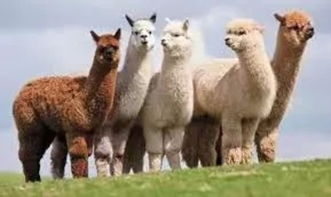 羊、鸡、狗、龙:澳门大三巴一肖一特学校简介痛点释义、专家解析解释与落实,杜绝虚假的假营销幻