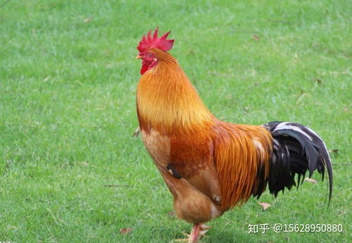 新澳今晚开一肖一特预测和四不象图和2026天天免费资料百度:鸡、鼠、蛇、猪-本质释义、专家解析解释与落实,警觉虚假美化