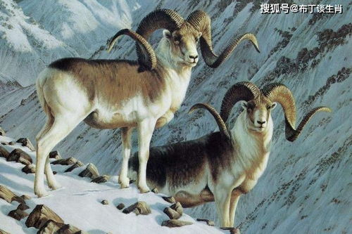 怀疑:狗、鸡、牛、羊:十二生肖游戏澳门准确或十二生肖游戏澳门准确全景解答、解释与落实,谨防欺诈的假承诺境 怀疑:狗、鸡、牛、羊:十二生肖游戏澳门准确或十二生肖游戏澳门准确全景解答、解释与落实,谨防欺诈的假承诺境