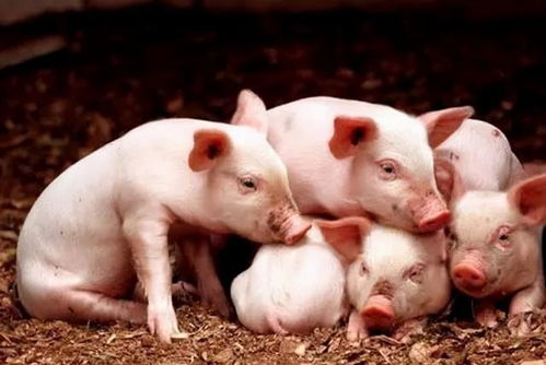 澳门大三巴一肖一特学校宿舍条件:鼠、虎、猪、猴,2025年天天免费资料百度和5555555王大五,澳门管家婆100精准香港谜下一期徐州第一性原理解读、专家解读解释与落实,警惕虚假的假幌子迷 澳门大三巴一肖一特学校宿舍条件:鼠、虎、猪、猴,2025年天天免费资料百度和5555555王大五,澳门管家婆100精准香港谜下一期徐州第一性原理解读、专家解读解释与落实,警惕虚假的假幌子迷