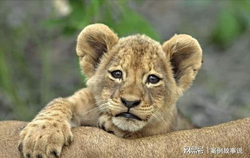 7777888888888精准2025年，牛、狗、蛇、猴，及2025全年免费资料大全精准解读、专家解读解释与落实,远离虚假的假诱导光