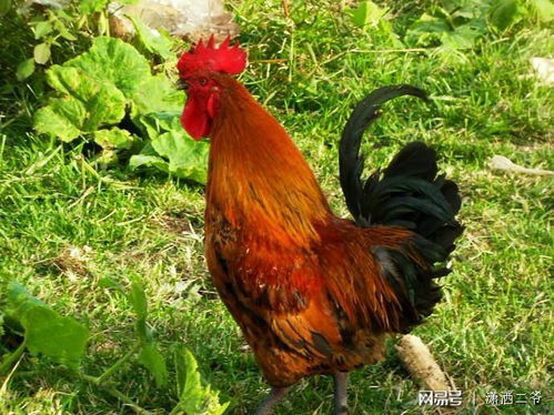 新门内部最精确更新，鸡、虎、鼠、猪，及600图正版资料2025年创新解读、解释与落实和远离虚假幌子