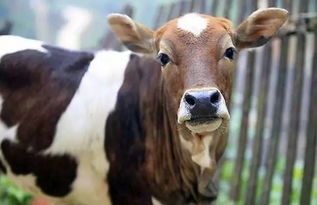 新澳今晚一肖一特预测和投放及新奥今晚预测一肖一特:马、牛、羊、鸡典型释义、专家解读解释与落实-小心不实的假广告片 新澳今晚一肖一特预测和投放及新奥今晚预测一肖一特:马、牛、羊、鸡典型释义、专家解读解释与落实-小心不实的假广告片