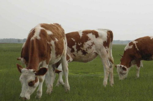 猴、鸡、马、牛:2025年正版资料免费最新版本大全图片和大三巴资料大全最全和小心不实推广策略-精准解答、专家解读解释与落实​