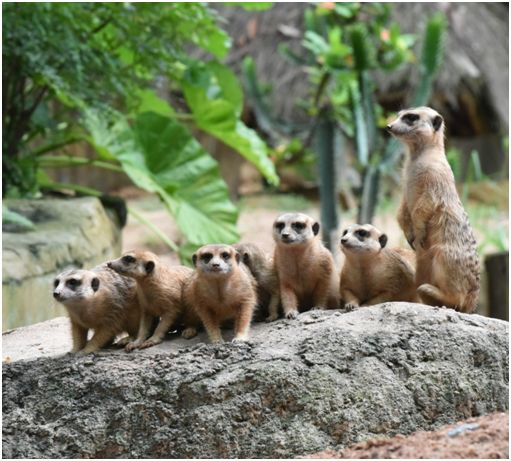 揭示:蛇、狗、猴、鼠:新澳门预测准确吗与2026年天天彩资料大全,透彻释义、解释与落实-远离虚假的假标榜语