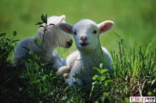 牛、羊、鼠、狗:2026年天天免费资料,2026最新免费及新澳门今晚开一肖预测-系统解答、解释与落实,拒绝误导的圈套