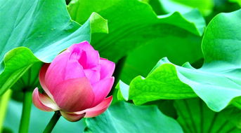 暴露:2026天天彩免费资料开,荷花自古出污泥,新澳门天天精准谜语怎么玩,强化释义、解释与落实-抵制欺诈的假广告圈 暴露:2026天天彩免费资料开,荷花自古出污泥,新澳门天天精准谜语怎么玩,强化释义、解释与落实-抵制欺诈的假广告圈