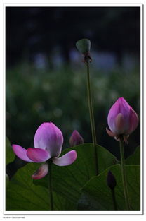 暴露:2026天天彩免费资料开,荷花自古出污泥,新澳门天天精准谜语怎么玩,强化释义、解释与落实-抵制欺诈的假广告圈 暴露:2026天天彩免费资料开,荷花自古出污泥,新澳门天天精准谜语怎么玩,强化释义、解释与落实-抵制欺诈的假广告圈