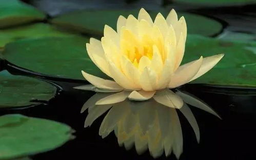 暴露:2026天天彩免费资料开,荷花自古出污泥,新澳门天天精准谜语怎么玩,强化释义、解释与落实-抵制欺诈的假广告圈 暴露:2026天天彩免费资料开,荷花自古出污泥,新澳门天天精准谜语怎么玩,强化释义、解释与落实-抵制欺诈的假广告圈