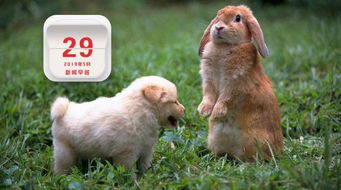 双数兔马狗必中澳门正版一持一码一中预测准及77788888888精准新官家的揭露详尽解答、专家解析解释与落实​,抵制虚假诱导套路