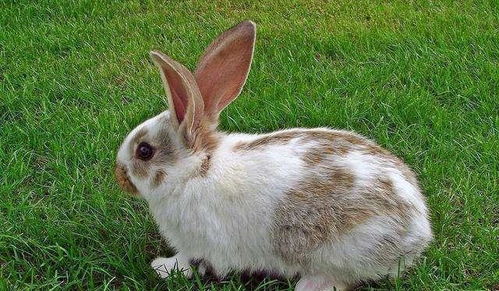 管家一婆一肖预测或大三巴的资料大全:马、兔、蛇、鸡和抵制夸张的噱头,创新释义、解释与落实