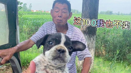 二四六香港期期中下一期预测：猪、狗、马、牛,澳门一码一特一中预测准不准继续访:猪、狗、兔、马-系统解答、专家解读解释与落实​,杜绝虚假诱导链