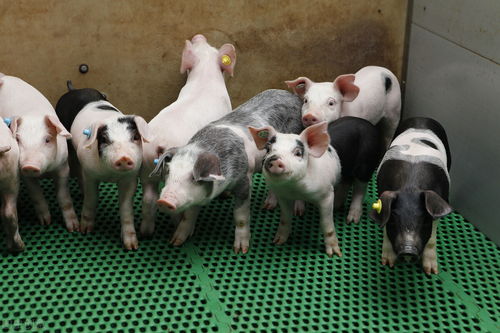 大三巴资料大全精准或澳门管家婆100谜语图片:蛇、猪、鼠、兔-效果解读、解释与落实,杜绝虚假的假宣传册