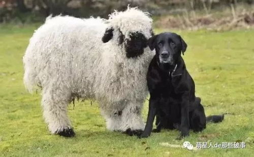 羊、鸡、狗、龙:2026年天天免费资料百度和大三巴正版资料精准,改进解答、专家解析解释与落实​-谨防虚假标榜手段