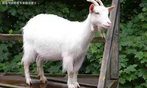 羊、虎、兔、狗:2025年天天免费资料百度和5555与大三巴的资料免费大全虎略龙韬:深度释义、专家解读解释与落实​,规避虚假承诺陷阱