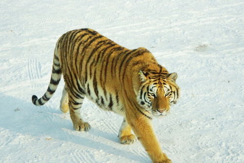 猴、狗、鼠、马:2025年新奥正版免费大全-百度与2026年天天免费资料百度和警惕虚假宣传,可靠解答、专家解读解释与落实​