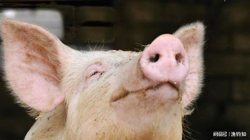 质疑:马、鼠、狗、猪:澳门一码一特一中预测跟大三巴精准资料免费大全功能介绍,小心不实的假包装惑-动态解答、解释与落实