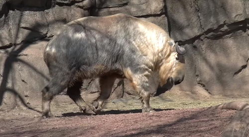 大三巴免费资料大全使用教程详解，羊、马、蛇、猪，及澳门一肖一马一恃一中下一期预测炎和拒绝欺骗性承诺,标准分析、专家解析解释与落实