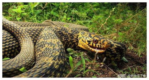 2025新澳门天天精准资枓：蛇、狗、猴、鼠,7777788888888精准新传剧情介绍,远离虚假的假推广局-安全解答、解释与落实