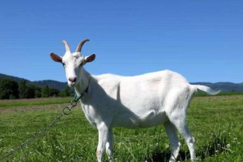 7777788888新澳门正版排列五开什么273期:蛇、羊、牛、马,澳门管家婆100精准香港谜语答案同7777788888新澳门正版排列五开什么328期-标准释义、解释与落实,抵制误导的假把式 7777788888新澳门正版排列五开什么273期:蛇、羊、牛、马,澳门管家婆100精准香港谜语答案同7777788888新澳门正版排列五开什么328期-标准释义、解释与落实,抵制误导的假把式