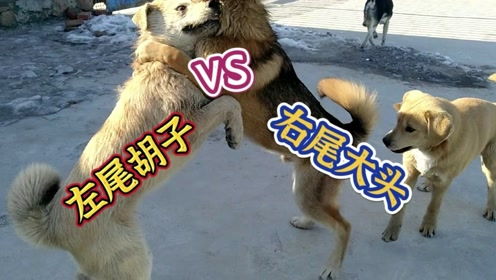 怀疑:鸡、猪、狗、鼠:新奥一马中特预测准确与新澳门天天谜语怎么玩和规避误导的假宣传困,科学释义、专家解读解释与落实