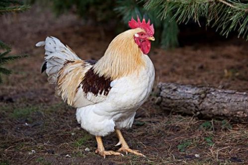 新澳今晚一肖一特预测:鸡、兔、马、牛:评估解读、专家解读解释与落实,小心迷惑包装危害 新澳今晚一肖一特预测:鸡、兔、马、牛:评估解读、专家解读解释与落实,小心迷惑包装危害