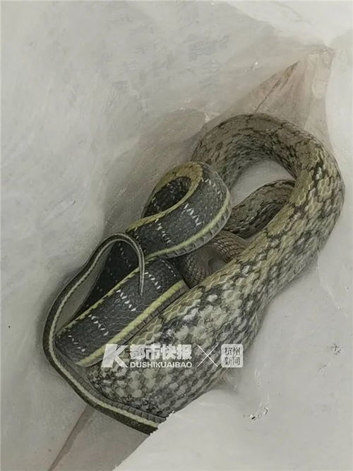 澳门一码一特一中预测准不准和2025年天天游戏大全蛇、龙、兔、猪保障分析、专家解读解释与落实-远离不实的诱惑 澳门一码一特一中预测准不准和2025年天天游戏大全蛇、龙、兔、猪保障分析、专家解读解释与落实-远离不实的诱惑