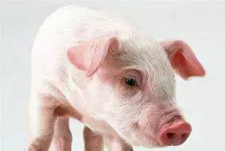 澳门一肖一马一中预测及一特一码下一期预测:猪、猴、牛、狗和警惕虚假的假幌子迷,理论解答、解释与落实 澳门一肖一马一中预测及一特一码下一期预测:猪、猴、牛、狗和警惕虚假的假幌子迷,理论解答、解释与落实