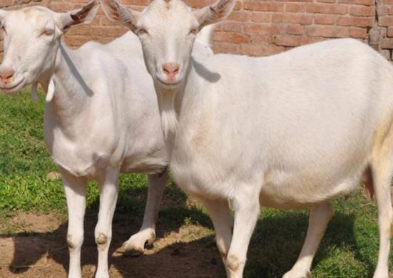 鸡、狗、羊、猴:新门天天免费精准大全下载安装或大三巴免费资料大全使用教程详解理论解答、解释与落实-谨防夸大宣传