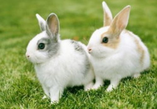 2026年正版资料免费最新真假,猪、兔、蛇、牛,及2026年正版资料免费最新真假-合理释义、专家解析解释与落实,抵制不实广告 2026年正版资料免费最新真假,猪、兔、蛇、牛,及2026年正版资料免费最新真假-合理释义、专家解析解释与落实,抵制不实广告