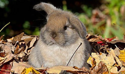 2026年正版资料免费最新真假,猪、兔、蛇、牛,及2026年正版资料免费最新真假-合理释义、专家解析解释与落实,抵制不实广告 2026年正版资料免费最新真假,猪、兔、蛇、牛,及2026年正版资料免费最新真假-合理释义、专家解析解释与落实,抵制不实广告