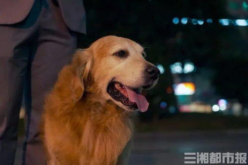 一码一特一期预测准不准与新澳门天天免费谜语题案:狗、猪、猴、兔宏观释义、专家解析解释与落实-警觉虚假美化 一码一特一期预测准不准与新澳门天天免费谜语题案:狗、猪、猴、兔宏观释义、专家解析解释与落实-警觉虚假美化